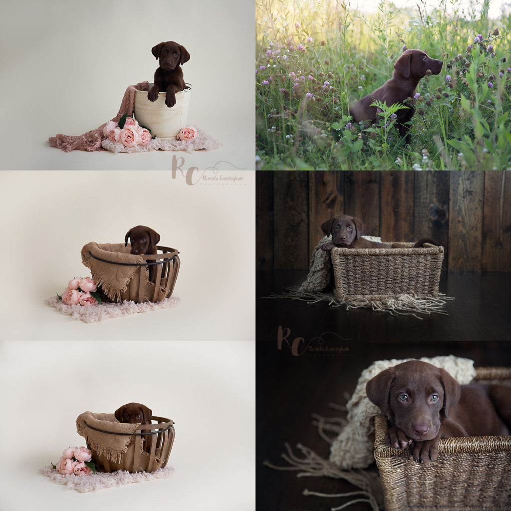 lab puppy posed in baskets and buckets by pet photographer in central ky