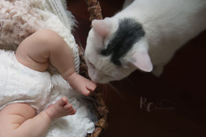 Lexington, KY Newborn Pictures of a cat sniffing newborn toes